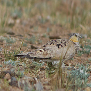 Tibetan Sandgrouse